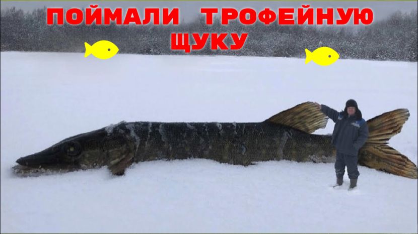 САМЫЙ БОЛЬШОЙ УЛОВ! Поймали гигантскую Щуку. Мощный клёв. Трофейная рыбалка на водохранилище смотреть онлайн