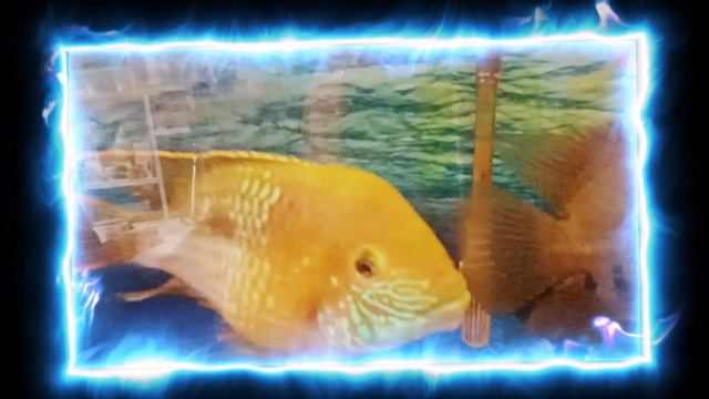 ПОДВОДНЫЙ ЖИВОТНЫЙ МИР | ЭКСКЛЮЗИВНЫХ РЫБ. смотреть онлайн