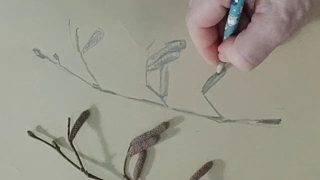 Урок, набросок, ветка с натуры.mp4