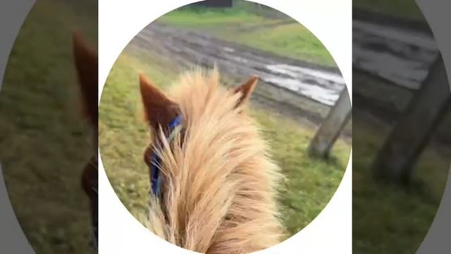 Миграция коней. смотреть онлайн