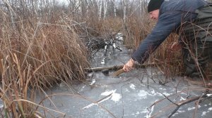 Охота на бобра капканами. Снега все нет, а добыча есть!