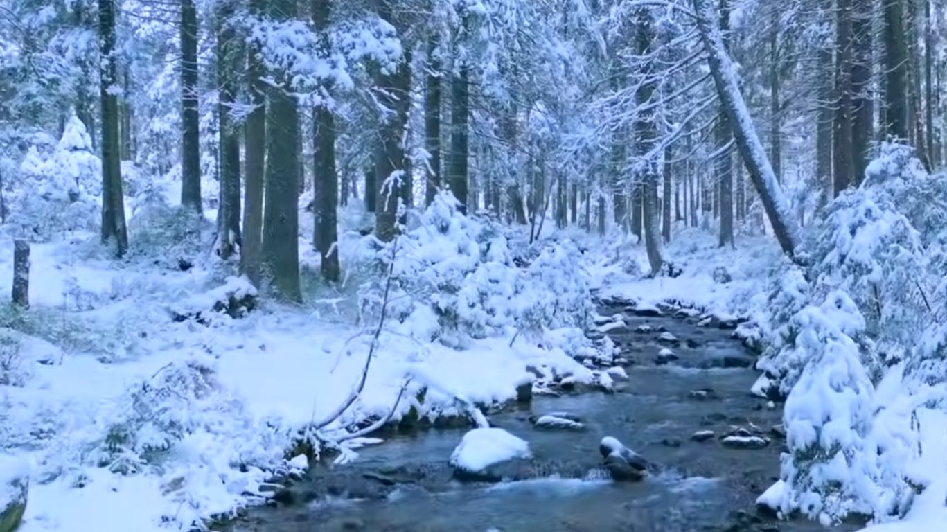 Зимний лес 4K • Снежная атмосфера - Фильм для релаксации с глубокой успокаивающей музыкой смотреть онлайн