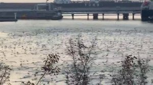 Бакланы на Волочаевке