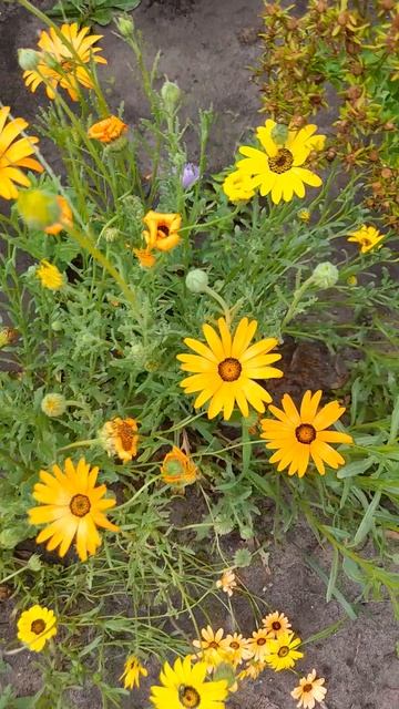 Диморфотека Цветочный нектар. смотреть онлайн