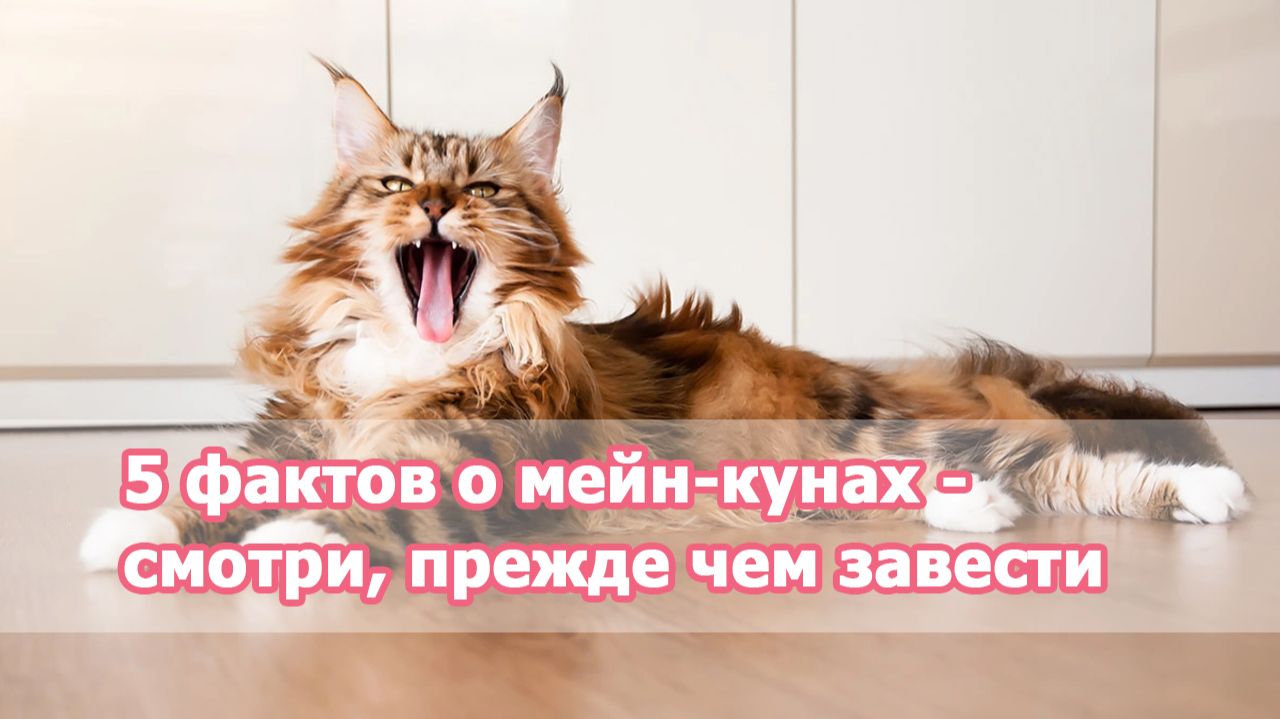 5 фактов о мейн-кунах