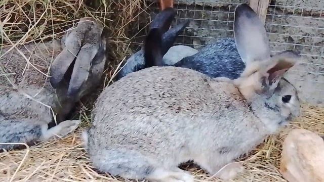 кролики кушают смотреть онлайн