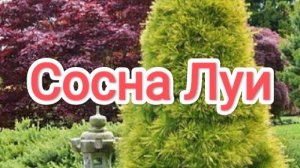 Сосна Луи