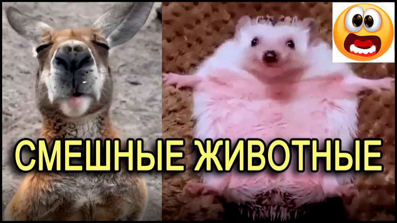 Смешные животные. Смотреть видео приколы