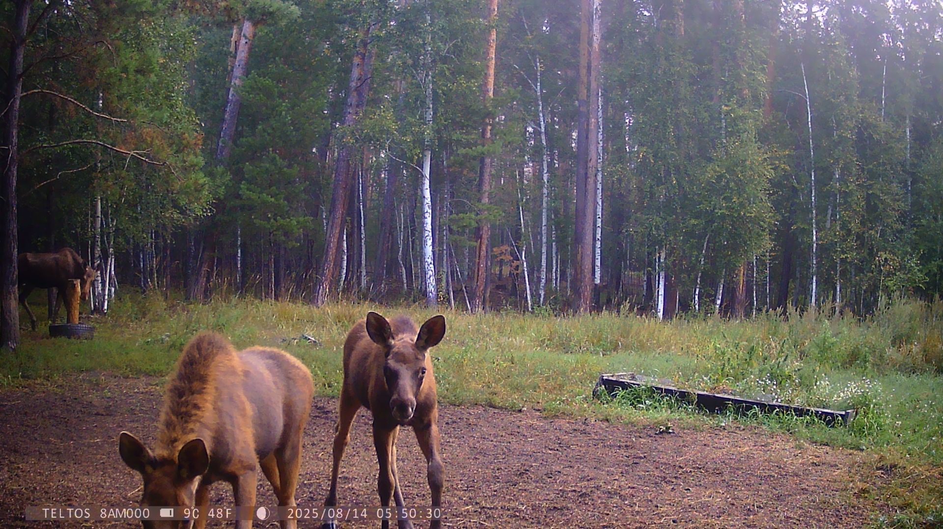 ЛОСИ .КОСУЛИ.КАБАНЫ смотреть онлайн