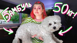 Наша СОБАКА СПУСТЯ МЕСЯЦ