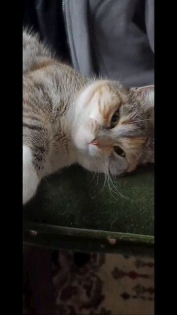 Когда попа не помещается на одном стуле