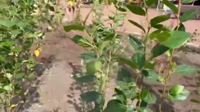 Мэр Саратова Исаев обсудил с профильными ведомствами вопросы озеленения города смотреть онлайн