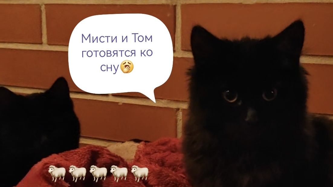 Мисти и Том ложатся спать. Завтра опять играть🤾🤾♀️