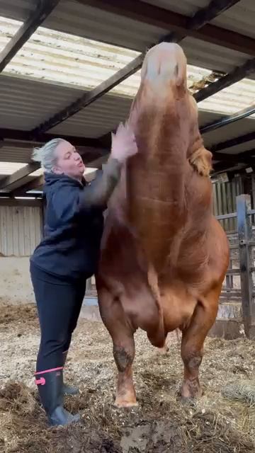 Любимый бык смотреть онлайн