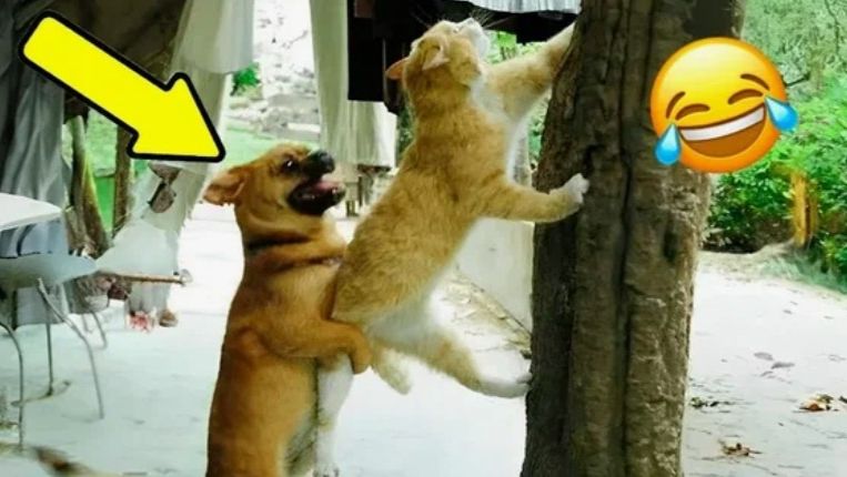 Лучшие смешные видео с кошками и собаками Засмеялся — проиграл 😅 ВИДЕО ПРИКОЛЫ смотреть онлайн