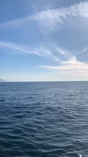 Дельфины в Сочи. смотреть онлайн