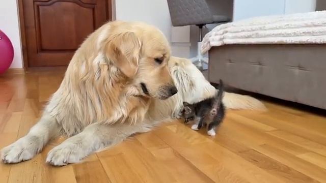 Реакция ретривера на маленького котёнка - 2025 год смотреть онлайн