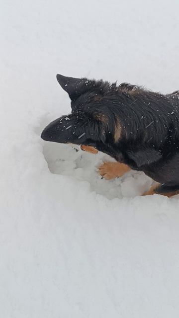 Мышка выходи, не прячься!🐶 смотреть онлайн