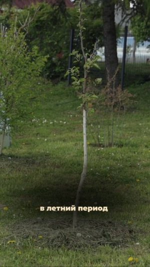 🌳 Зачем нужны приствольные круги у плодовых деревьев