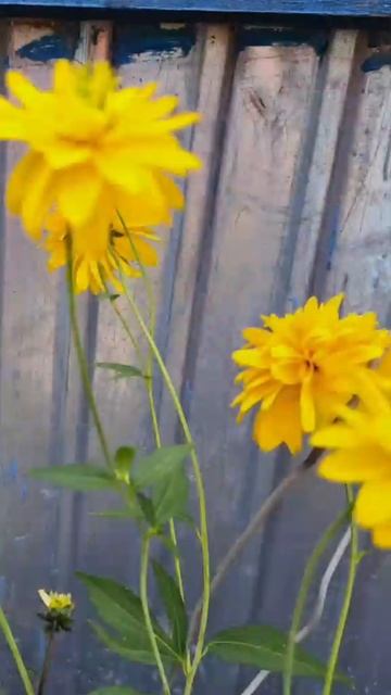 Любите ли вы цветы.