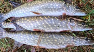 ПОЙМАЛ МНОГО А ВЕСА НЕТ! Ловля щуки на СПИННИНГ.