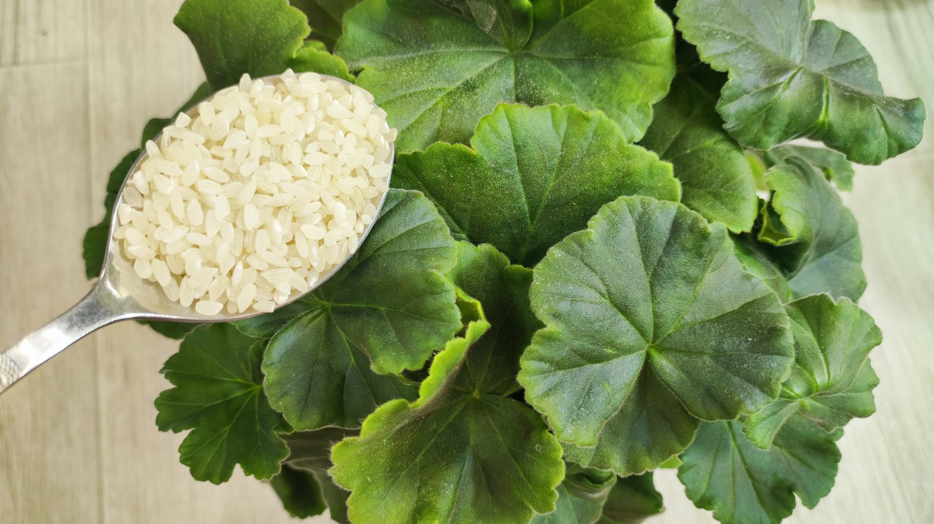 НАЛЕЙ в ГЕРАНЬ ЗИМОЙ чтобы листики не желтели и даже слабый цветок оживал и позеленел смотреть онлайн