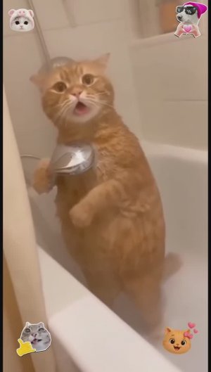 ПРИКОЛЫ С КОТАМИ, КОШКИ, Самые смешные!