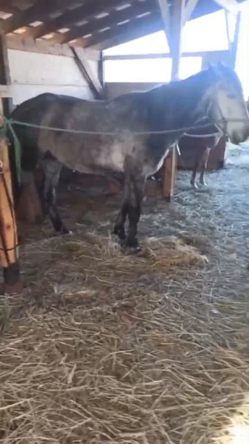 Конные будни