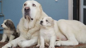 КОМУ СЧАСТЬЕ?