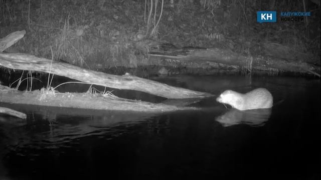 В фотоловушки «Калужских засек» попала выдра, обедающая лягушками смотреть онлайн