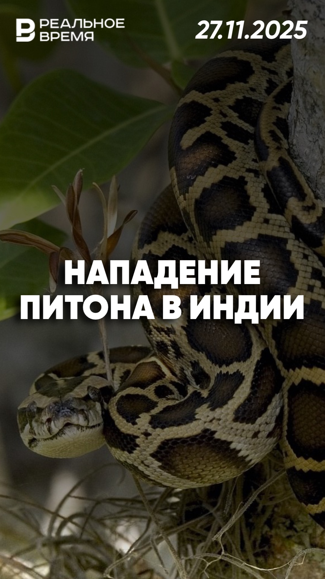 Питон атаковал работника тепловой электростанции смотреть онлайн