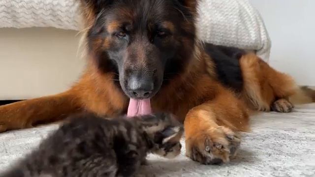 Реакция овчарки на котёнка - 2025 год смотреть онлайн