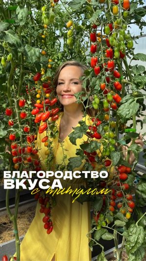 ЧЕРРИ ВАШЕ БЛАГОРОДИЕ F1 — АРИСТОКРАТ СРЕДИ ТОМАТОВ 🍒