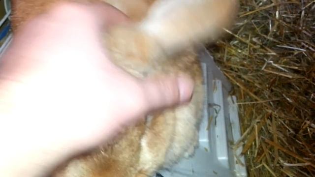 Домашний декоративный вислоухий кролик  Содержание дома