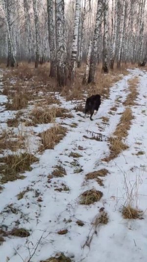 Канадский волк - гибрид. 27 ноября 2025