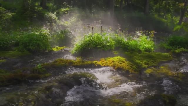 Лучшие кадры природы в 4K HDR Dolby Vision смотреть онлайн