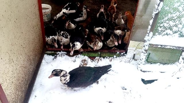 Утки выходят из теплицы