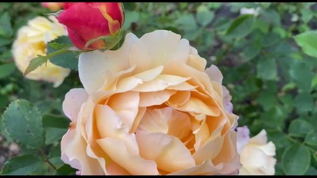 Роза Крокус Роуз