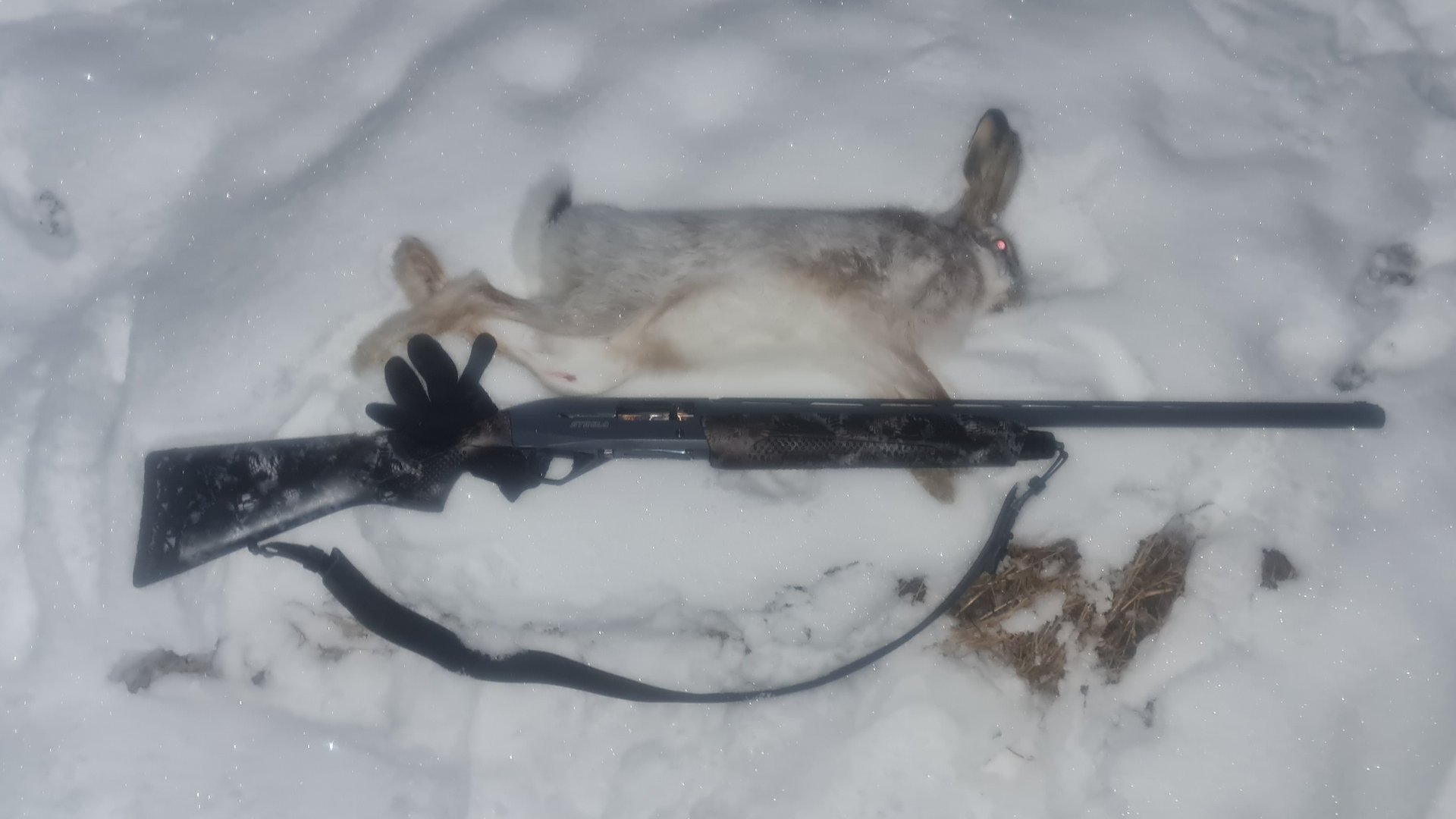 Охота на зайца в Ленинградской области сезон 2025-2026. Добыть за 1,5 часа до темноты.. смотреть онлайн