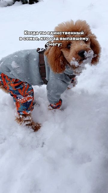 Первый снег реакция Пуделя смотреть онлайн