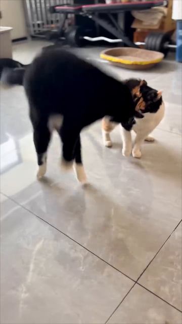 Классическое противостояние ударника и борца