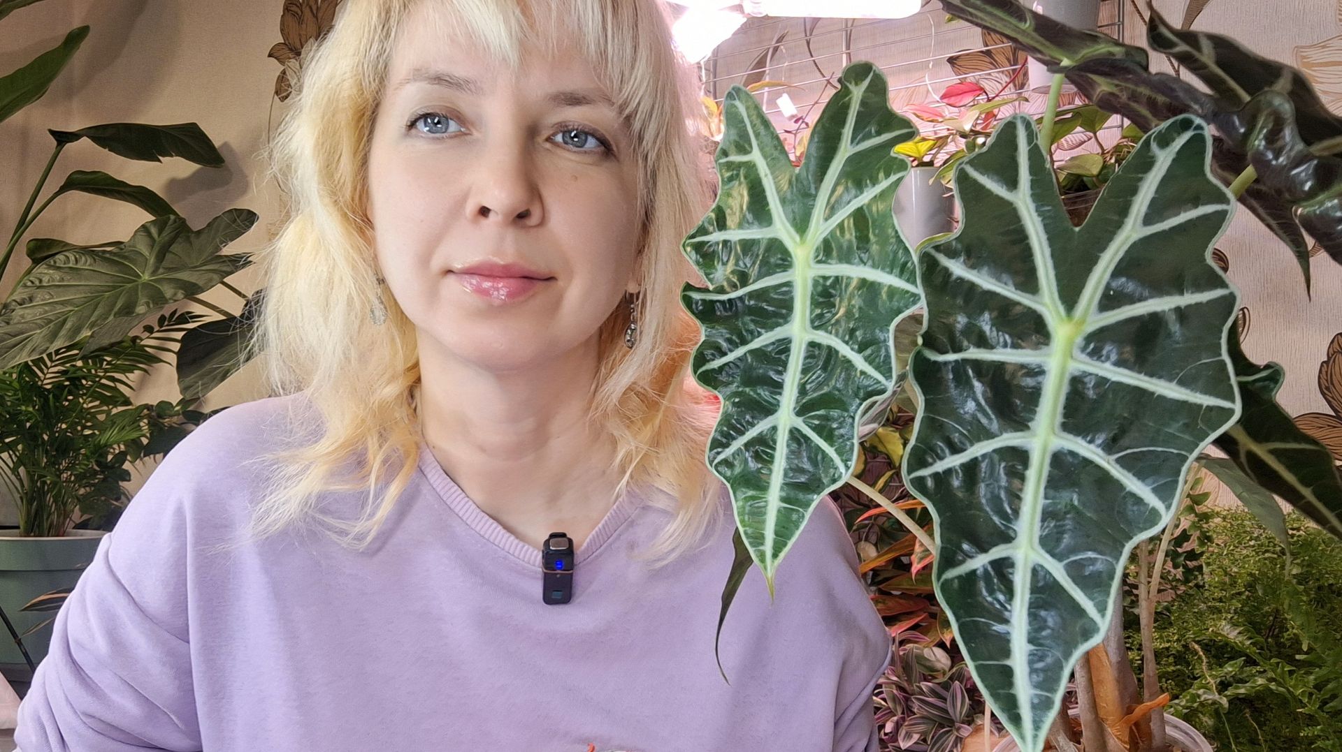 Пересадка Полли, обзор алоказий смотреть онлайн