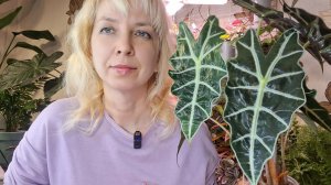 Пересадка Полли, обзор алоказий