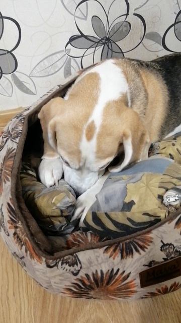 Собака и её подушка. смотреть онлайн