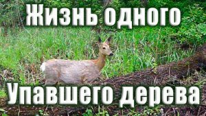 Бревно в лесу стало хитом у диких животных Фотоловушка в лесу