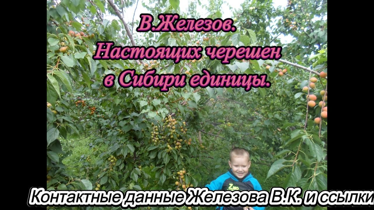 В.Железов. Настоящих черешен в Сибири единицы. смотреть онлайн