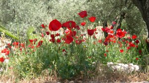 Весна в Гефсимании, 2020