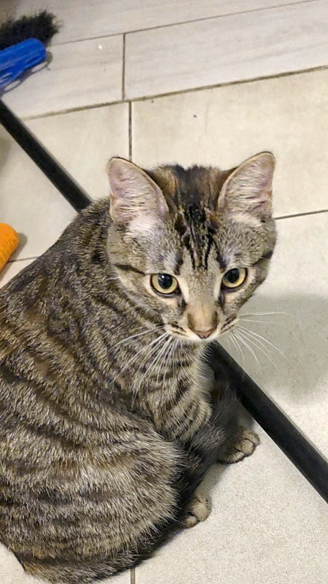 Кот и метёлка