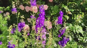 ПРЕКРАСНЫЙ ЧАСТНЫЙ ЛЕТНИЙ РОЗОВЫЙ САД 2025