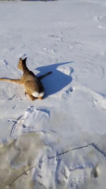 Косуля в ледяном плену на реке Зея, спасение от собак и браконьеров смотреть онлайн